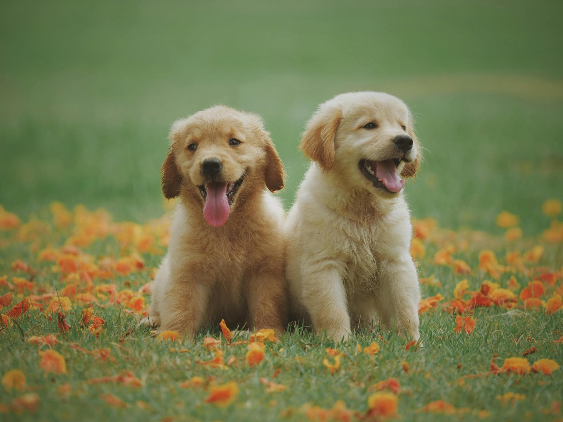 Dog Cremation Prices in Taunton