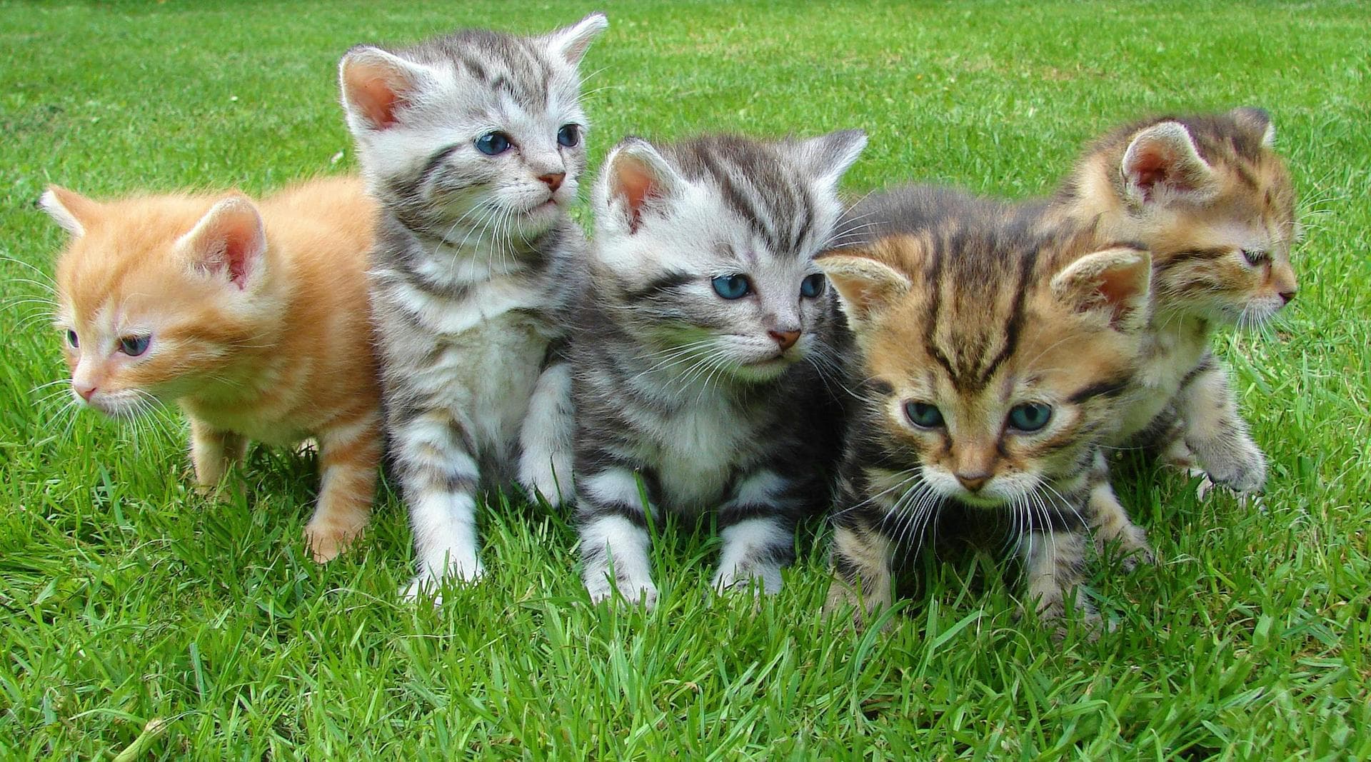 Cat Spaying Prices in Taunton