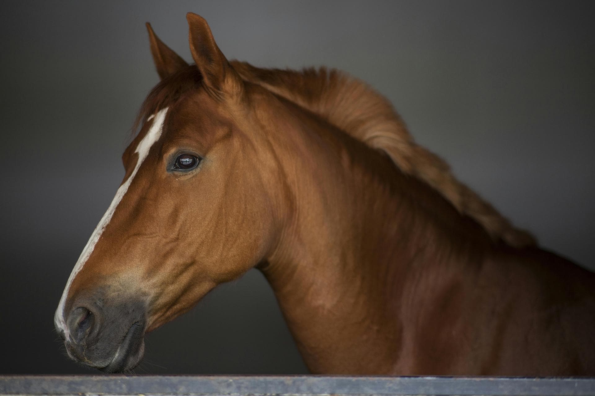 Vet Consultation Prices in Taunton