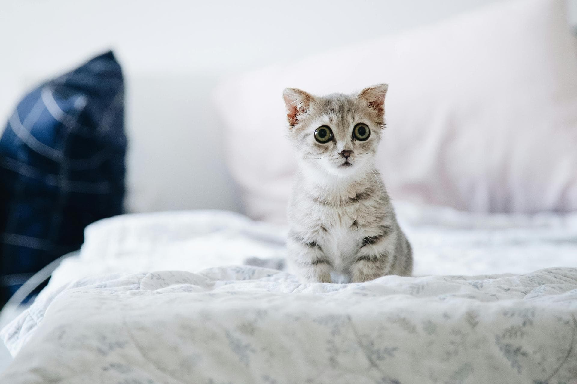 Cat Cremation Prices in Taunton