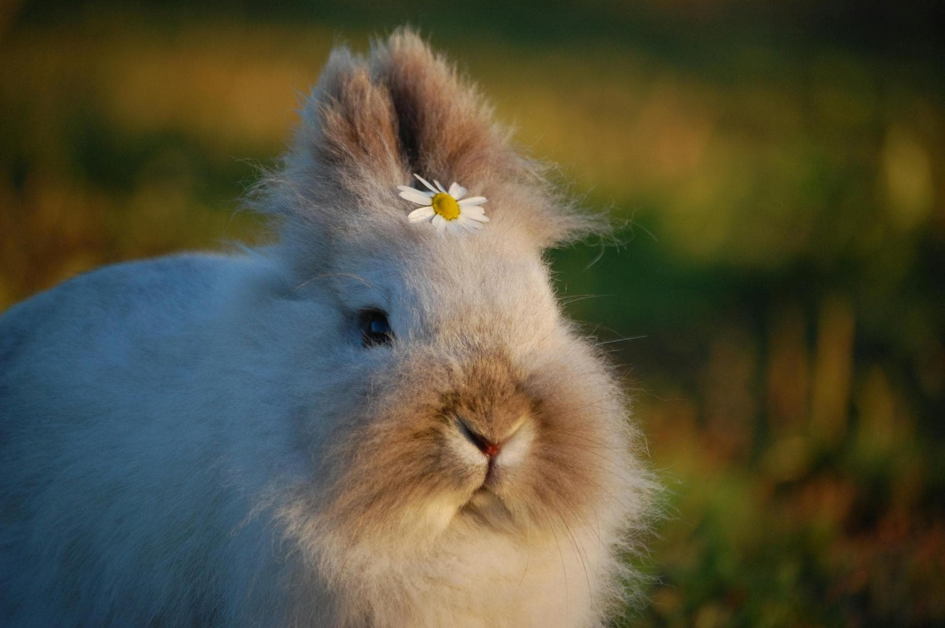 Rabbit Vaccinations Vhd Myxo Prices in Taunton