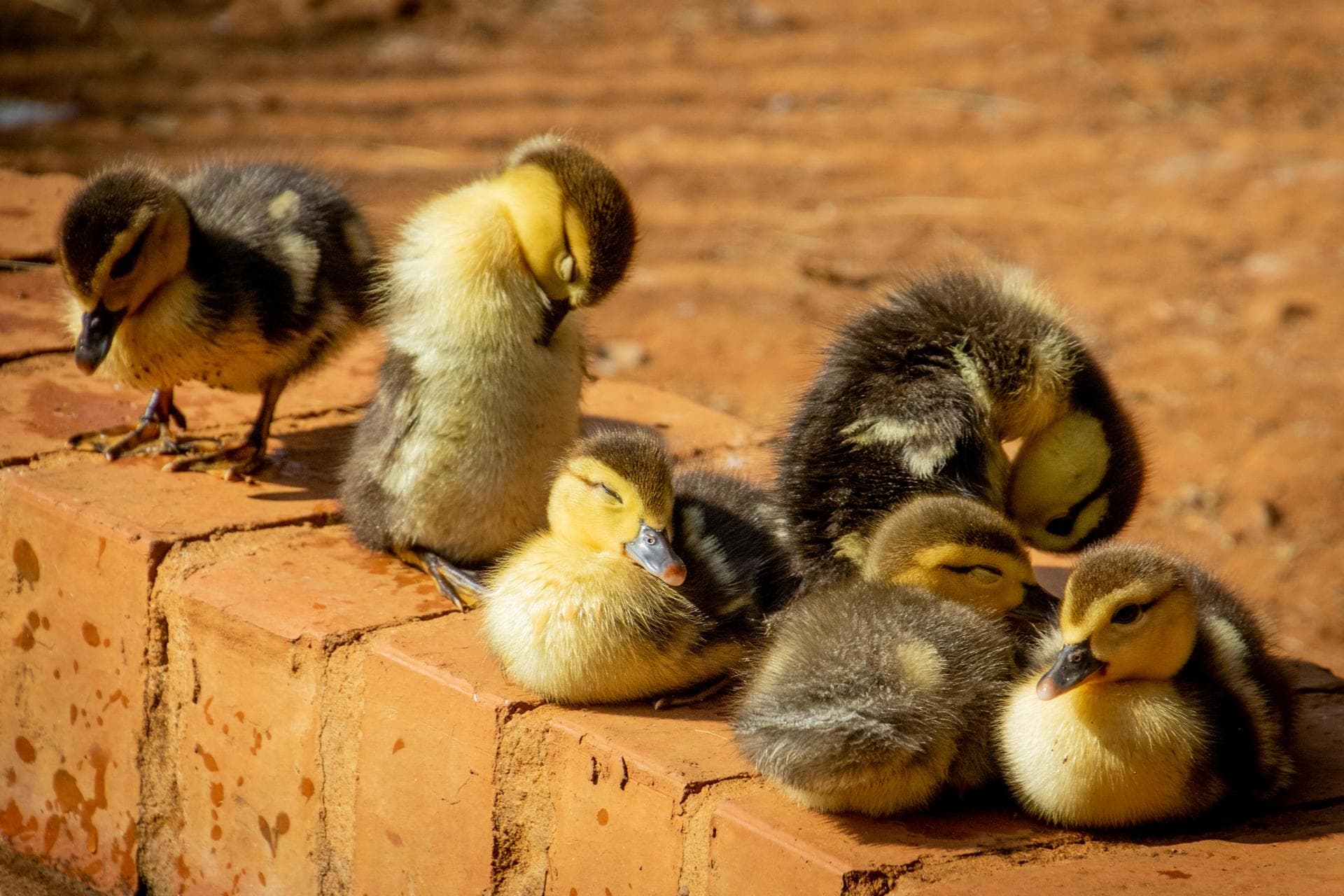 Annual Vaccination Booster Prices in Taunton