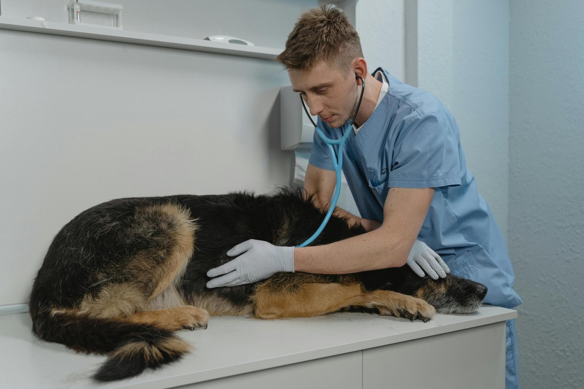 Annual Vaccination With Kennel Cough Prices in Taunton